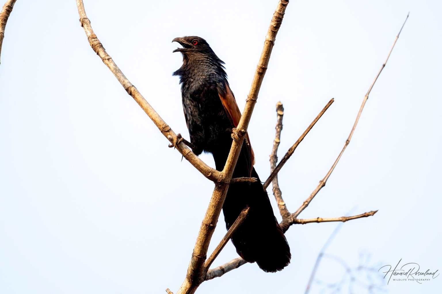 Greater Coucal (Centropus sinensis) @ Satpura National Park, India. Photo: Håvard Rosenlund