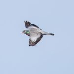 Stock Dove (Columba oenas) @ Fornebu, Norway. Photo: Håvard Rosenlund