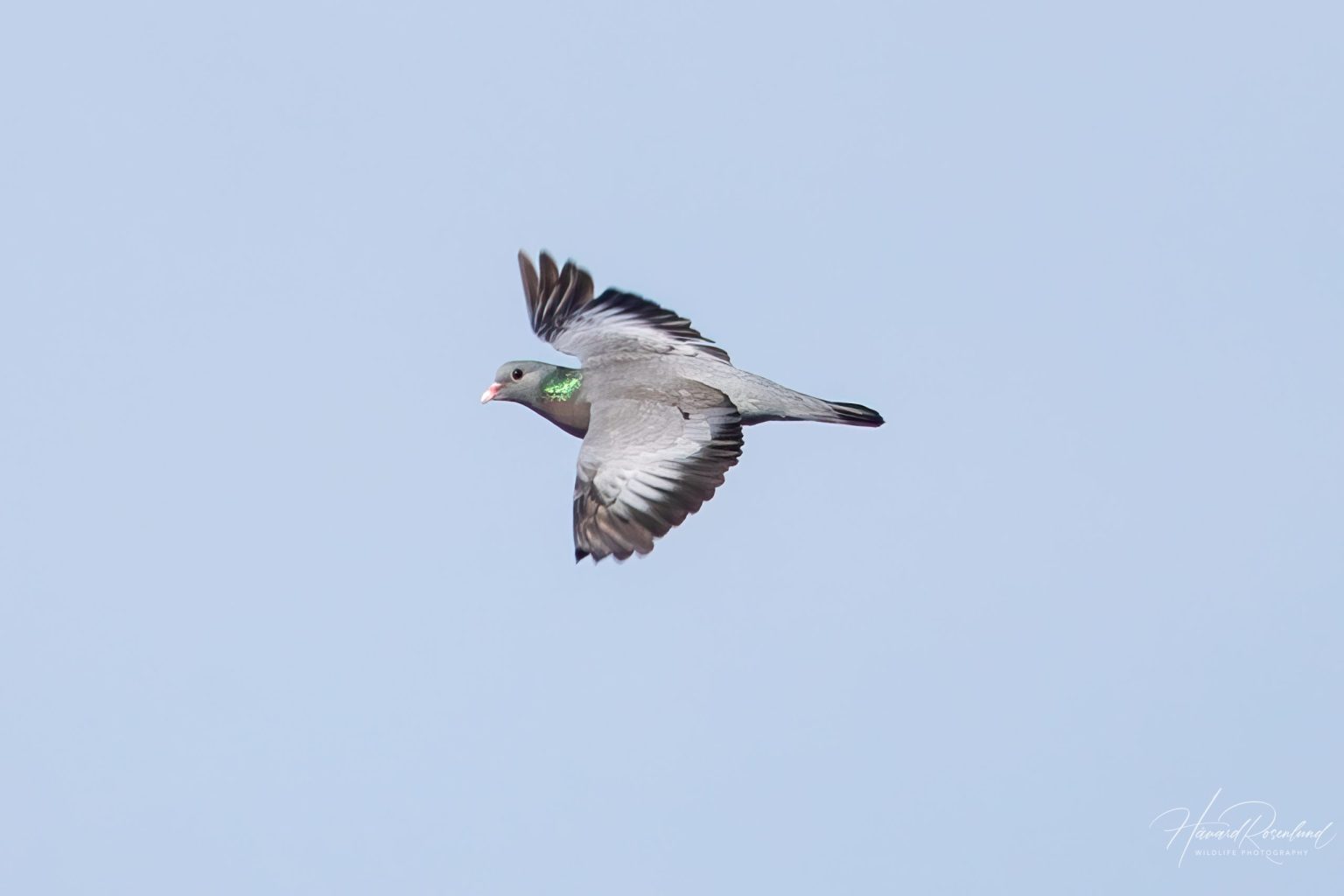 Stock Dove (Columba oenas) @ Fornebu, Norway. Photo: Håvard Rosenlund