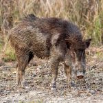 Indian Boar (Sus scrofa cristatus) @ Satpura National Park, India. Photo: Håvard Rosenlund