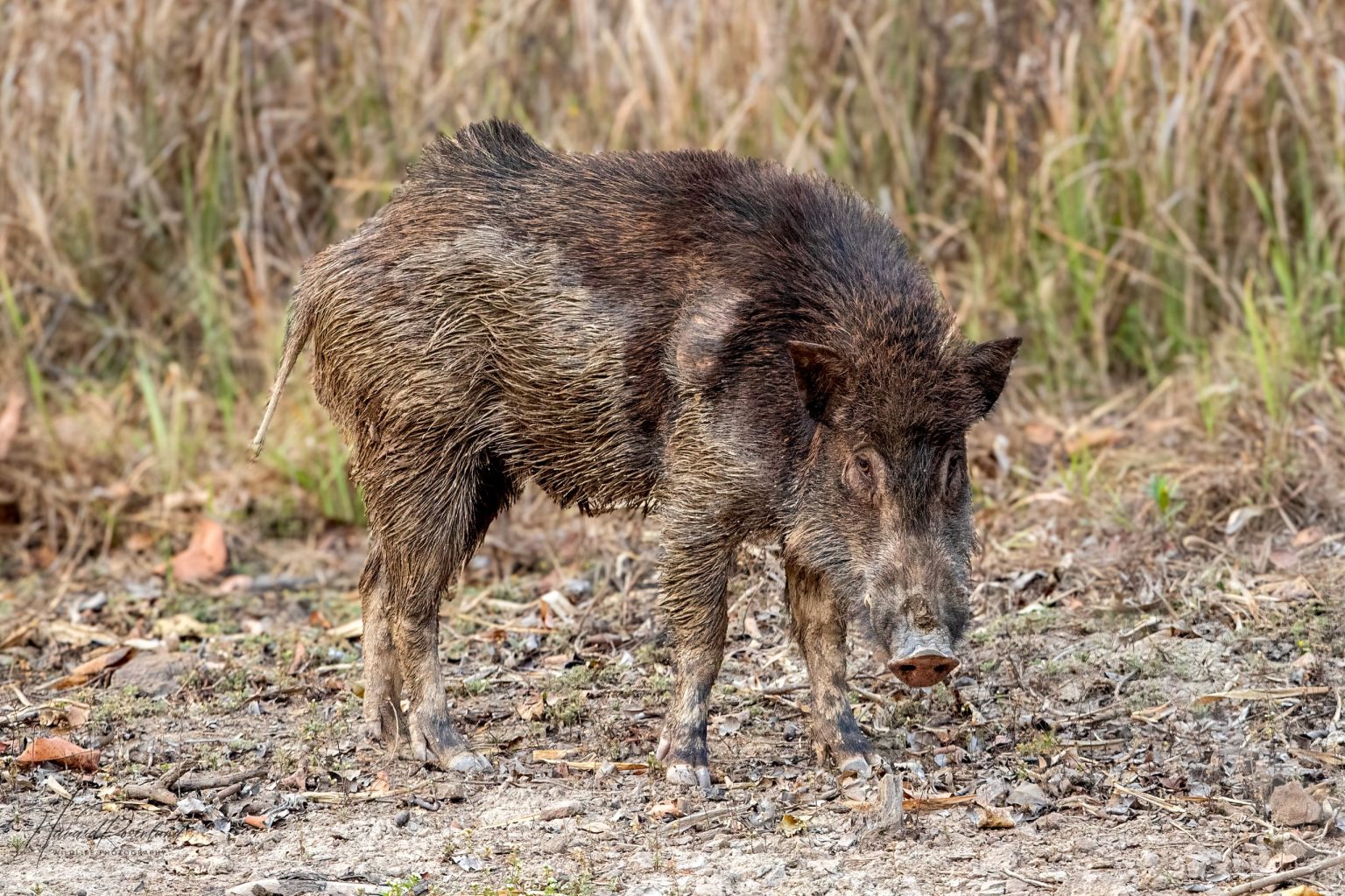 Indian Boar (Sus scrofa cristatus) @ Satpura National Park, India. Photo: Håvard Rosenlund