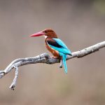 White-throated Kingfisher (Halcyon smyrnensis) @ Satpura National Park, India. Photo: Håvard Rosenlund