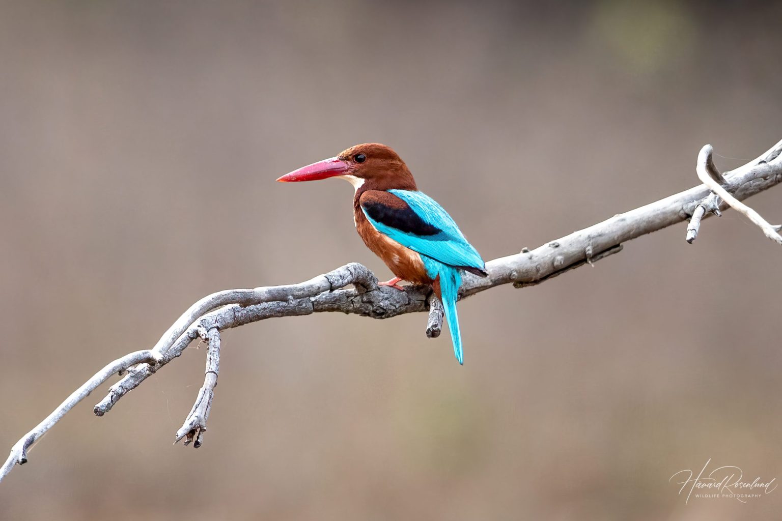 White-throated Kingfisher (Halcyon smyrnensis) @ Satpura National Park, India. Photo: Håvard Rosenlund