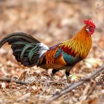 Red Junglefowl (Gallus gallus) @ Bandhavgarh National Park, India. Photo: Håvard Rosenlund
