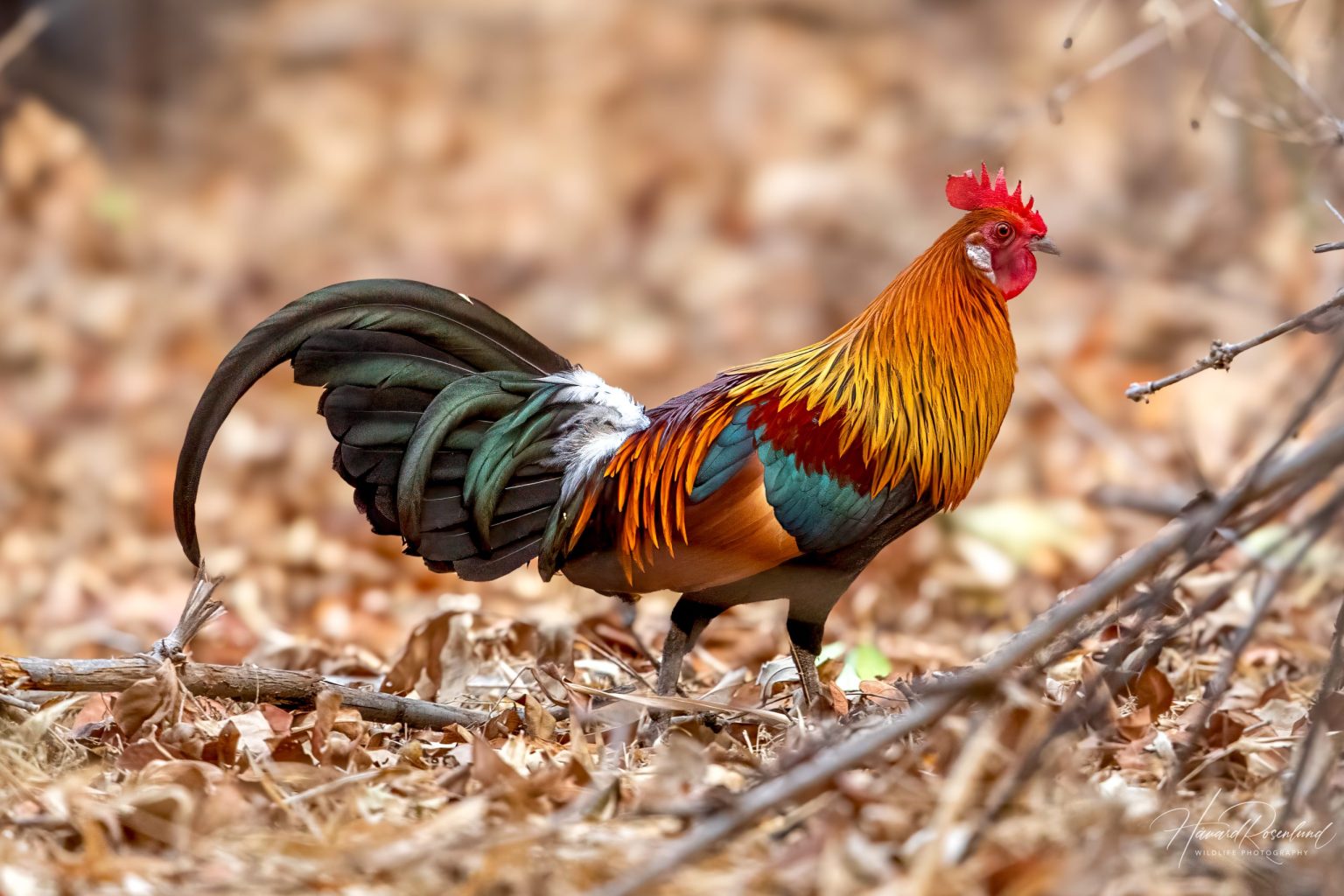 Bankivahane (Gallus gallus) @ Bandhavgarh National Park, India. Foto: Håvard Rosenlund
