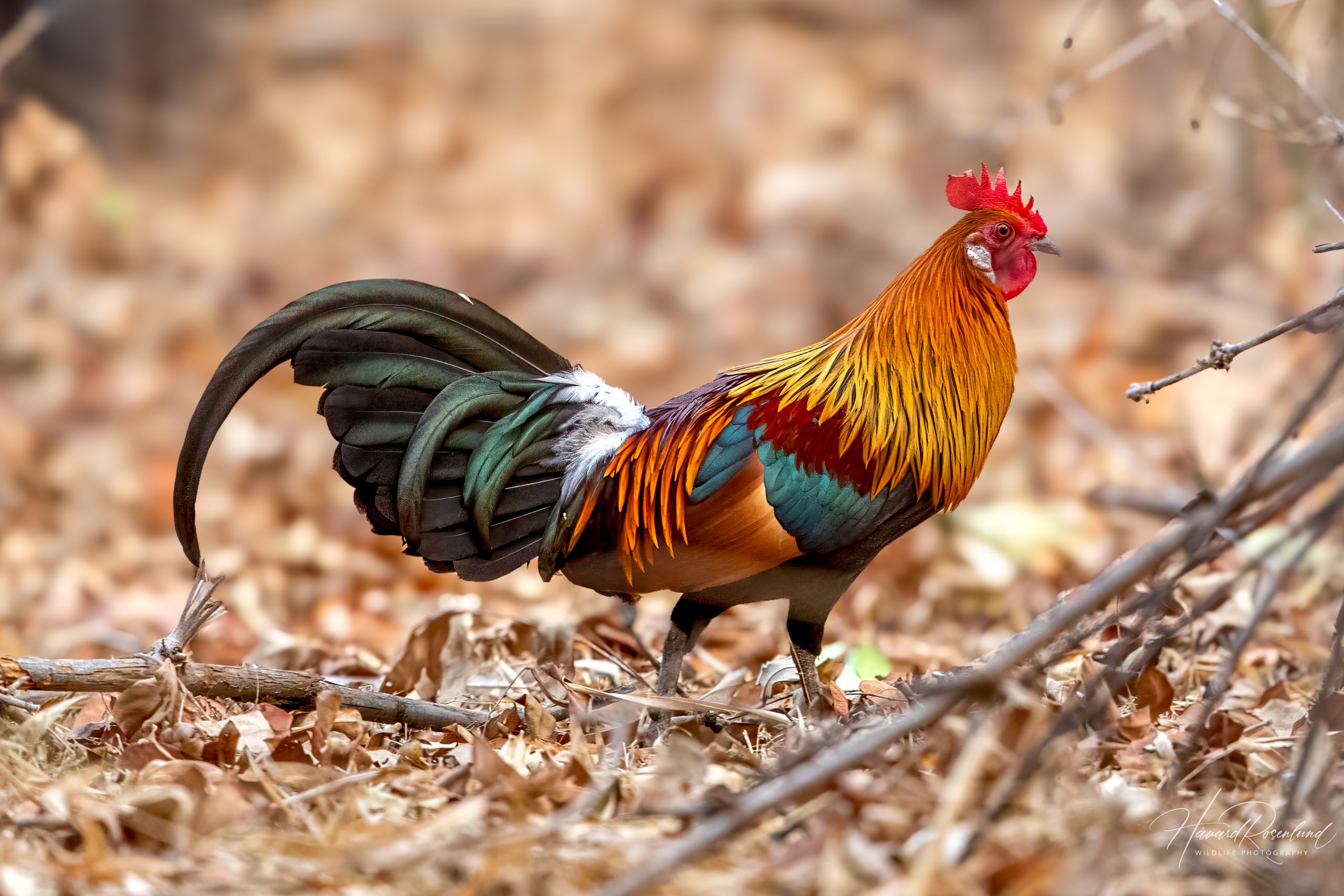 Bankivahane (Gallus gallus) @ Bandhavgarh National Park, India. Foto: Håvard Rosenlund