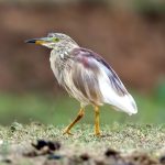 Indian Pond Heron (Ardeola grayii) @ Bandhavgarh National Park, India. Photo: Håvard Rosenlund