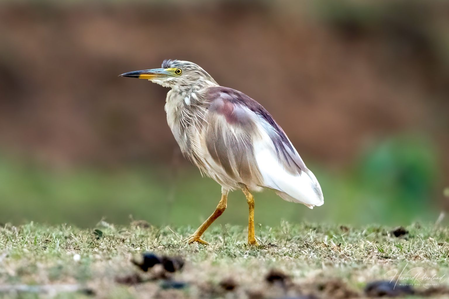 Indian Pond Heron (Ardeola grayii) @ Bandhavgarh National Park, India. Photo: Håvard Rosenlund