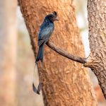 Greater Racket-tailed Drongo (Dicrurus paradiseus) @ Satpura National Park, India. Photo: Håvard Rosenlund