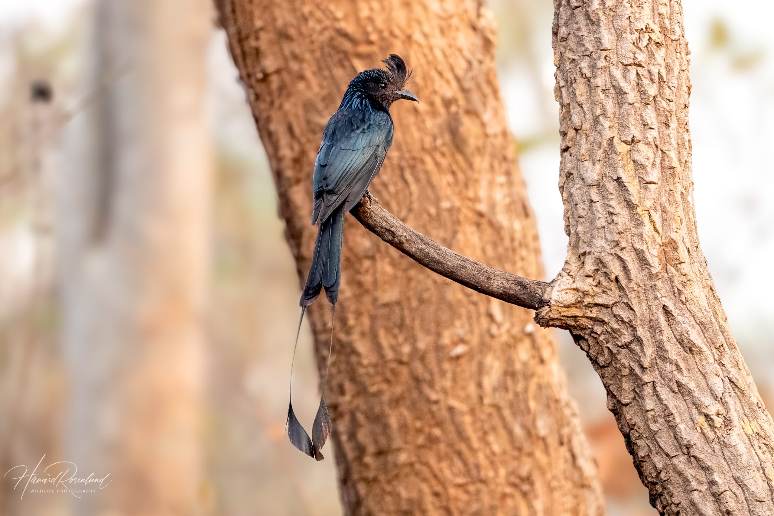 Dragedrongo (Dicrurus paradiseus) @ Satpura National Park, India. Foto: Håvard Rosenlund
