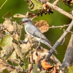 Large Cuckooshrike (Coracina macei) @ Kanha National Park, India. Photo: Håvard Rosenlund