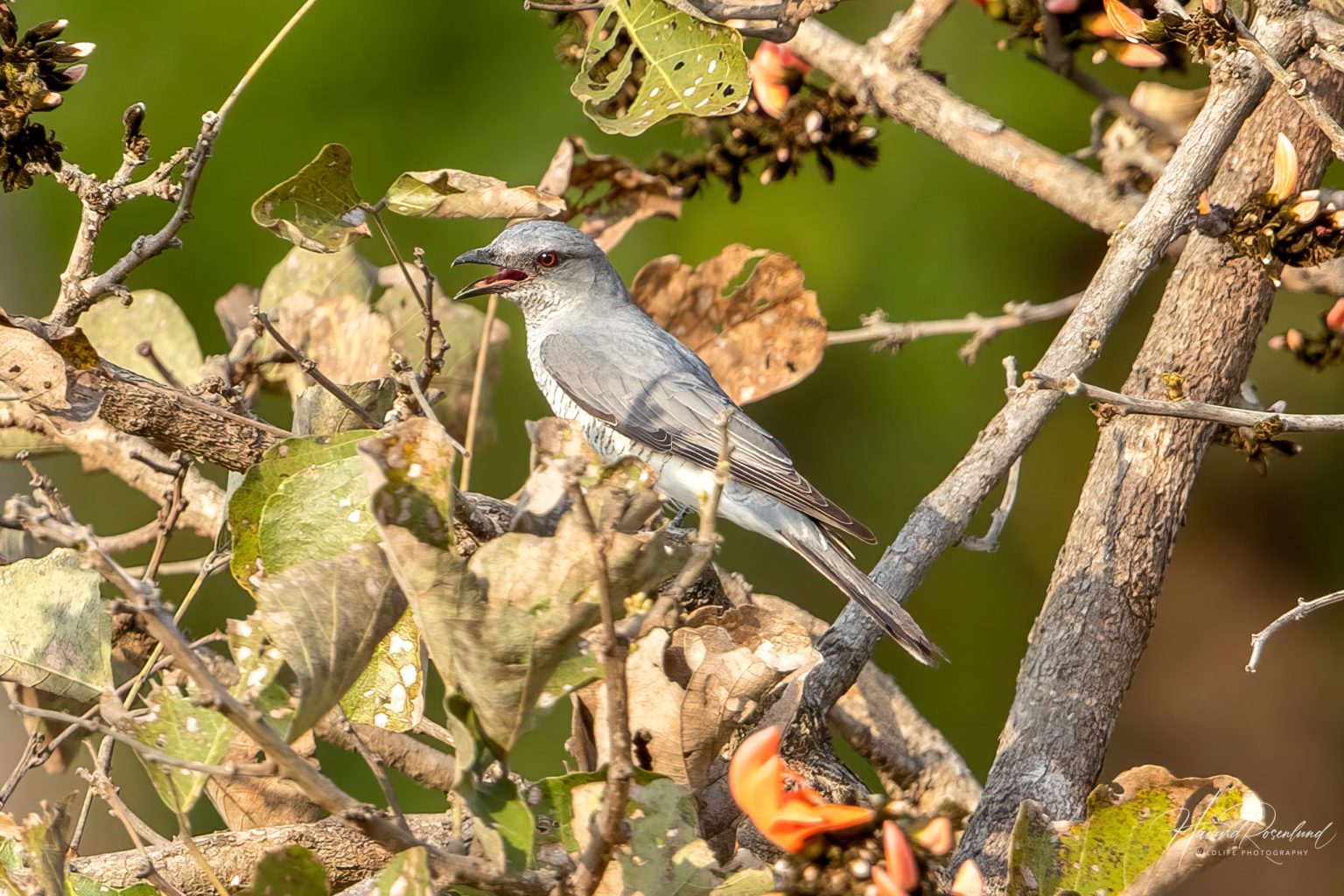 Large Cuckooshrike (Coracina macei) @ Kanha National Park, India. Photo: Håvard Rosenlund