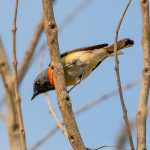 Small Minivet (Pericrocotus cinnamomeus) @ Kanha National Park, India. Photo: Håvard Rosenlund