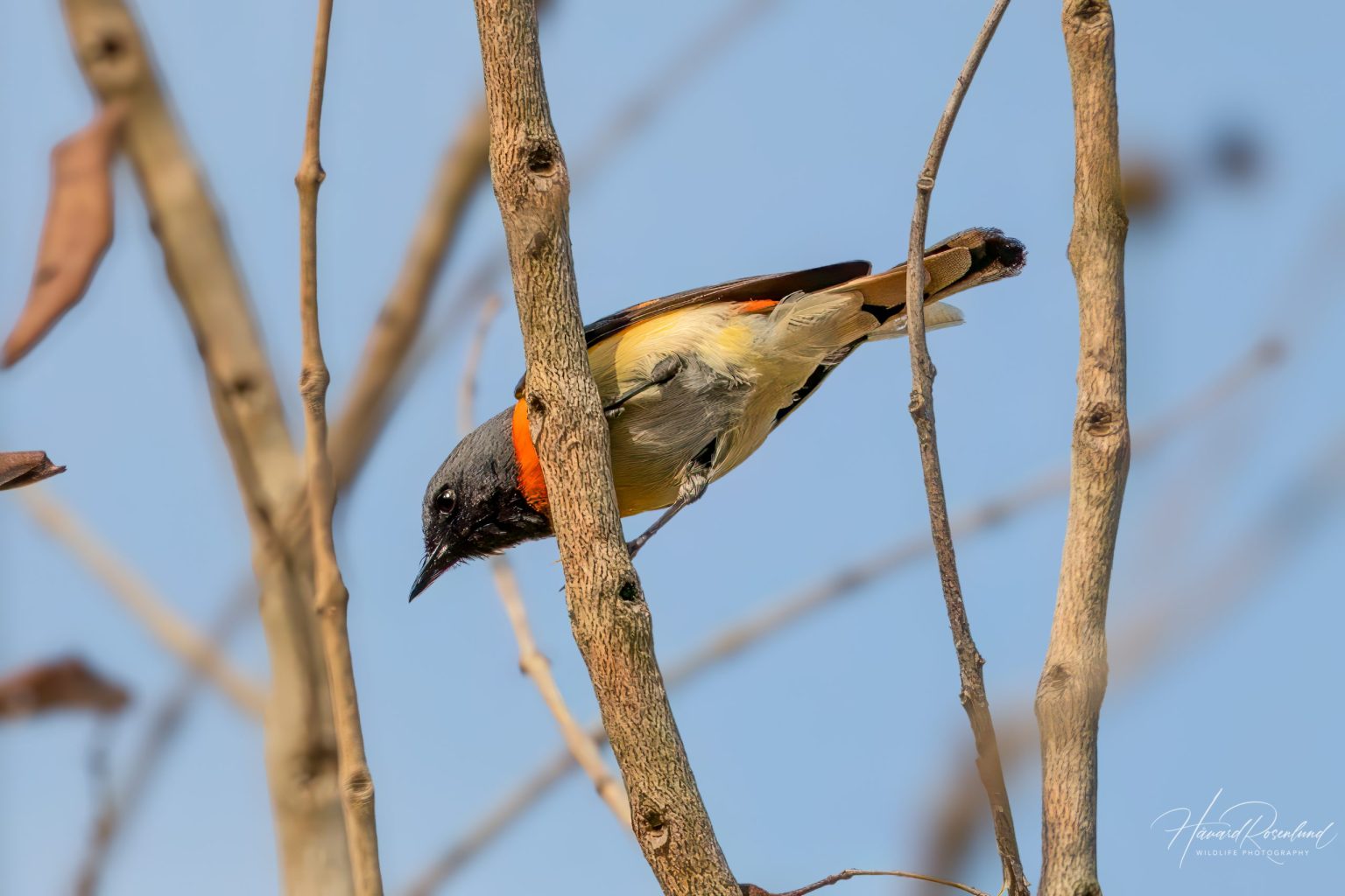 Small Minivet (Pericrocotus cinnamomeus) @ Kanha National Park, India. Photo: Håvard Rosenlund