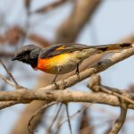 Small Minivet (Pericrocotus cinnamomeus) @ Kanha National Park, India. Photo: Håvard Rosenlund