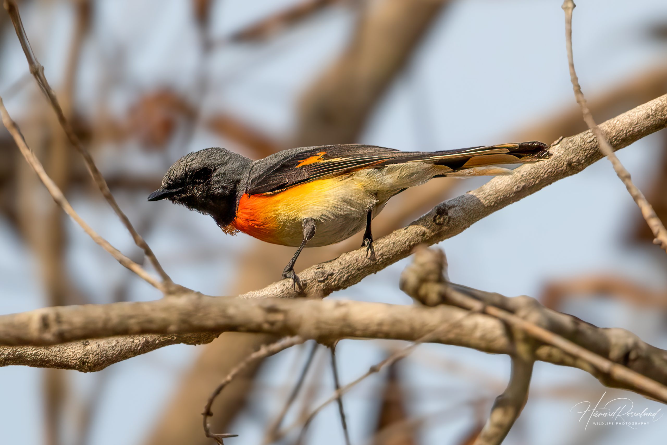 Småmønjefugl (Pericrocotus cinnamomeus) @ Kanha National Park, India. Foto: Håvard Rosenlund