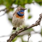 Bluethroat (Luscinia svecica) @ Fokstumyra Nature Reserve, Norway. Photo: Håvard Rosenlund