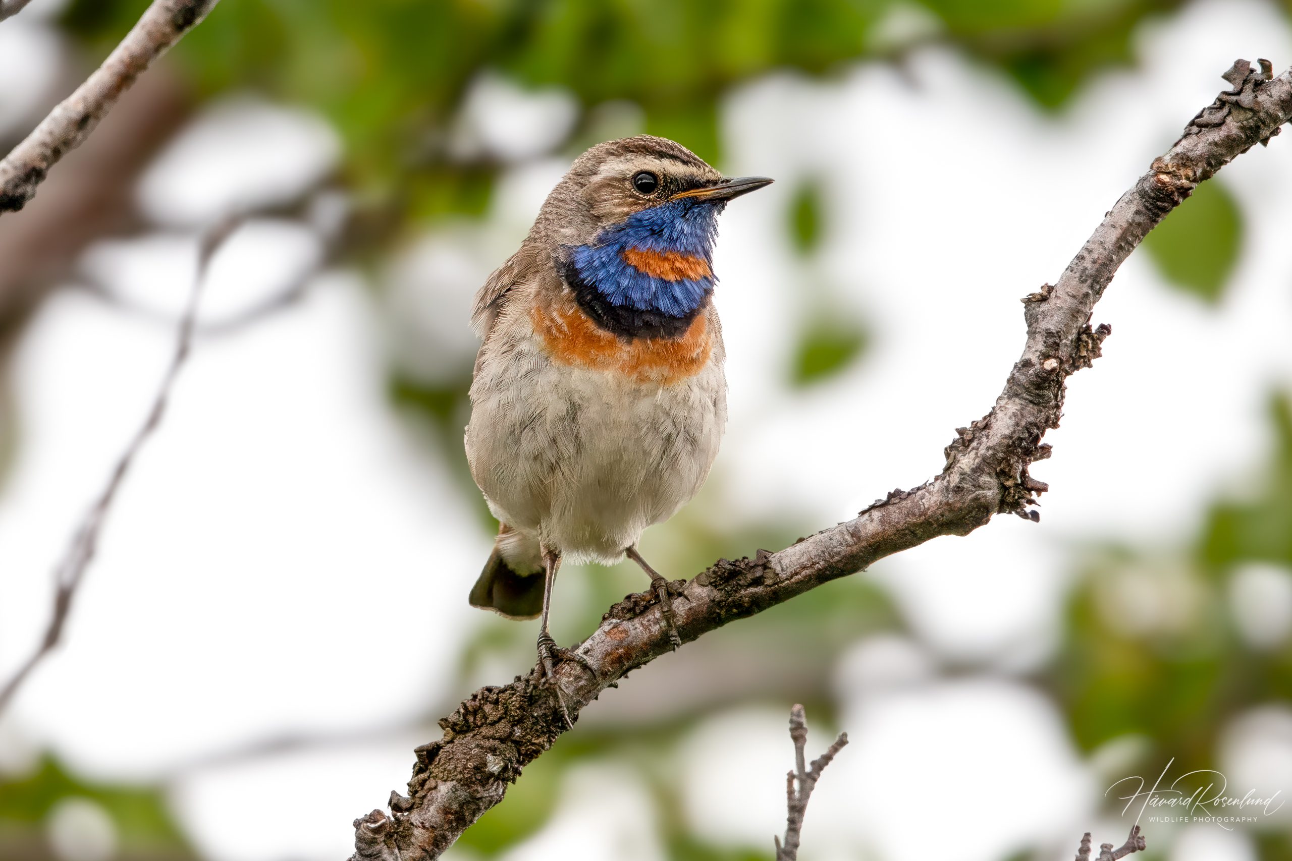 Blåstrupe (Luscinia svecica) @ Fokstumyra Naturreservat. Foto: Håvard Rosenlund