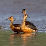 Lesser Whistling-Duck (Dendrocygna javanica) @ Satpura National Park, India. Photo: Håvard Rosenlund