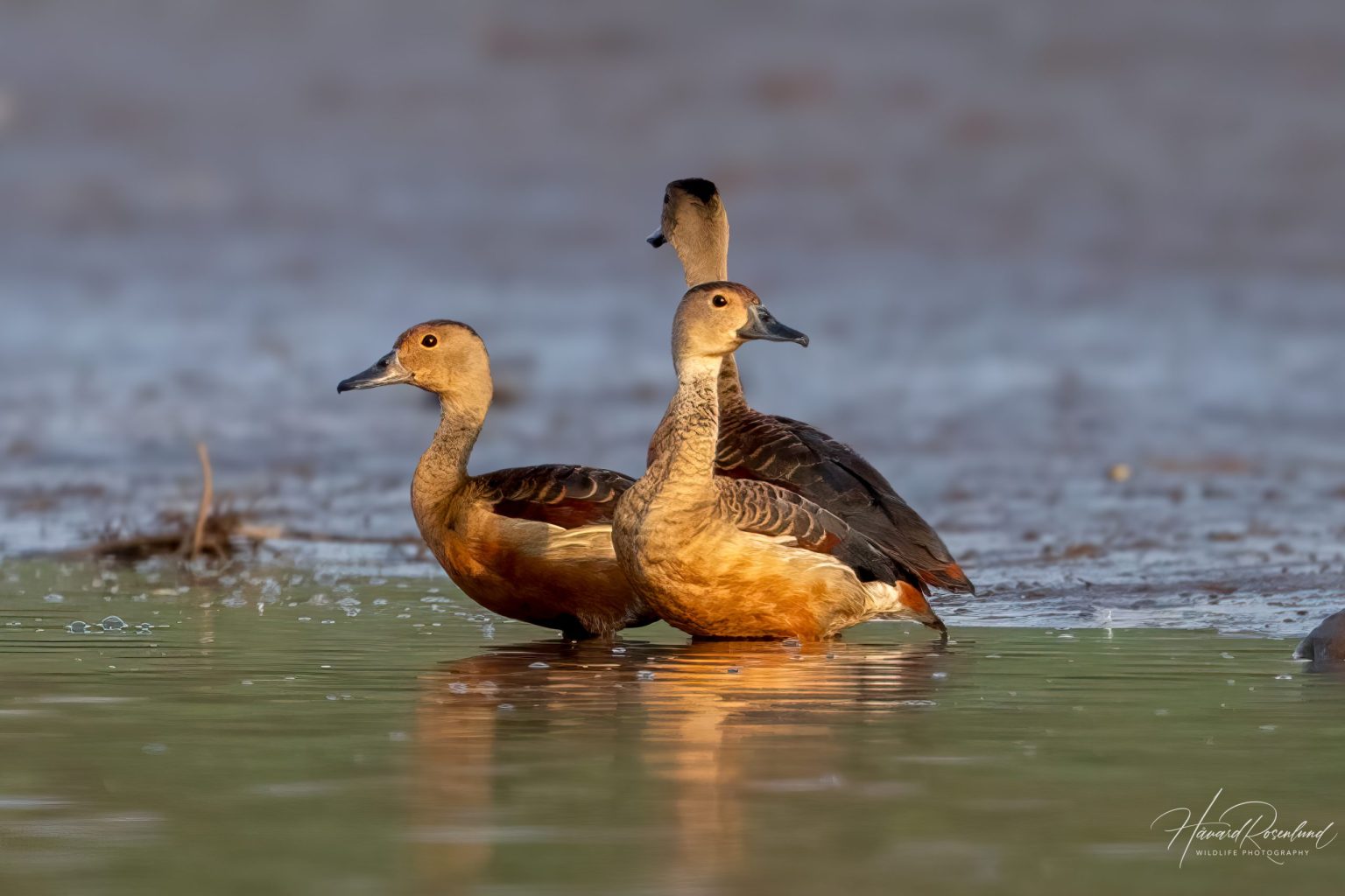 Lesser Whistling-Duck (Dendrocygna javanica) @ Satpura National Park, India. Photo: Håvard Rosenlund