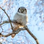 Northern Hawk-Owl (Surnia ulula) @ Kråkstad, Norway. Photo: Håvard Rosenlund