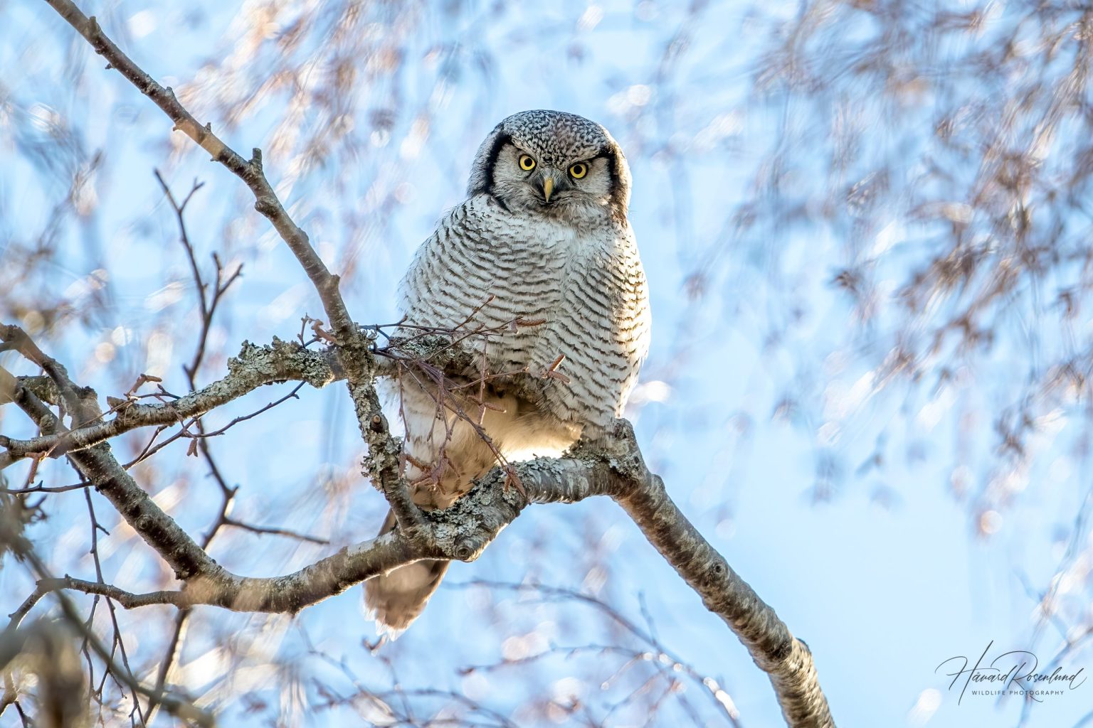 Northern Hawk-Owl (Surnia ulula) @ Kråkstad, Norway. Photo: Håvard Rosenlund