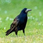 Rook (Corvus frugilegus) @ Ystad, Sweden. Photo: Håvard Rosenlund