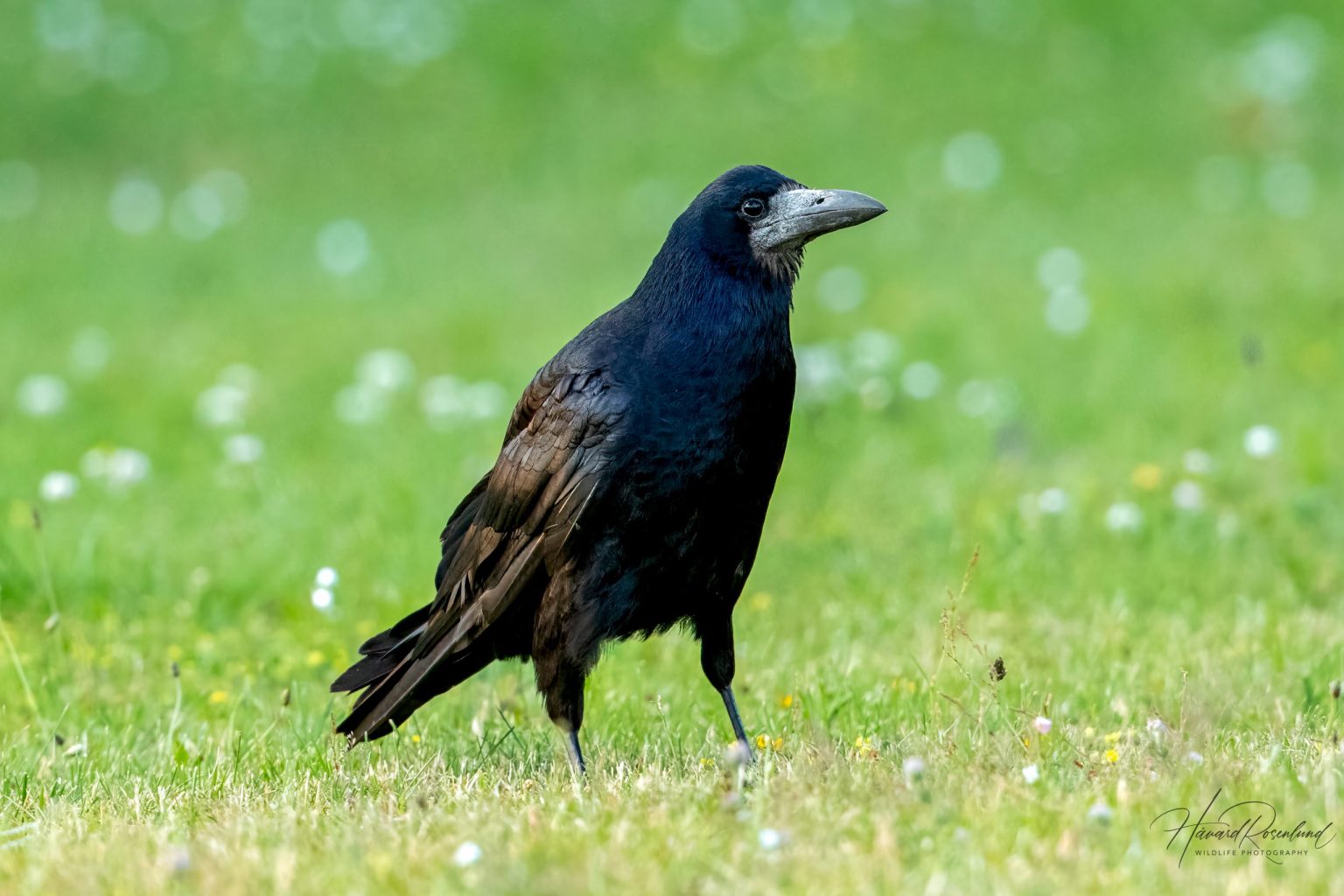 Rook (Corvus frugilegus) @ Ystad, Sweden. Photo: Håvard Rosenlund