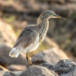 Indian Pond Heron (Ardeola grayii) @ Satpura National Park, India. Photo: Håvard Rosenlund