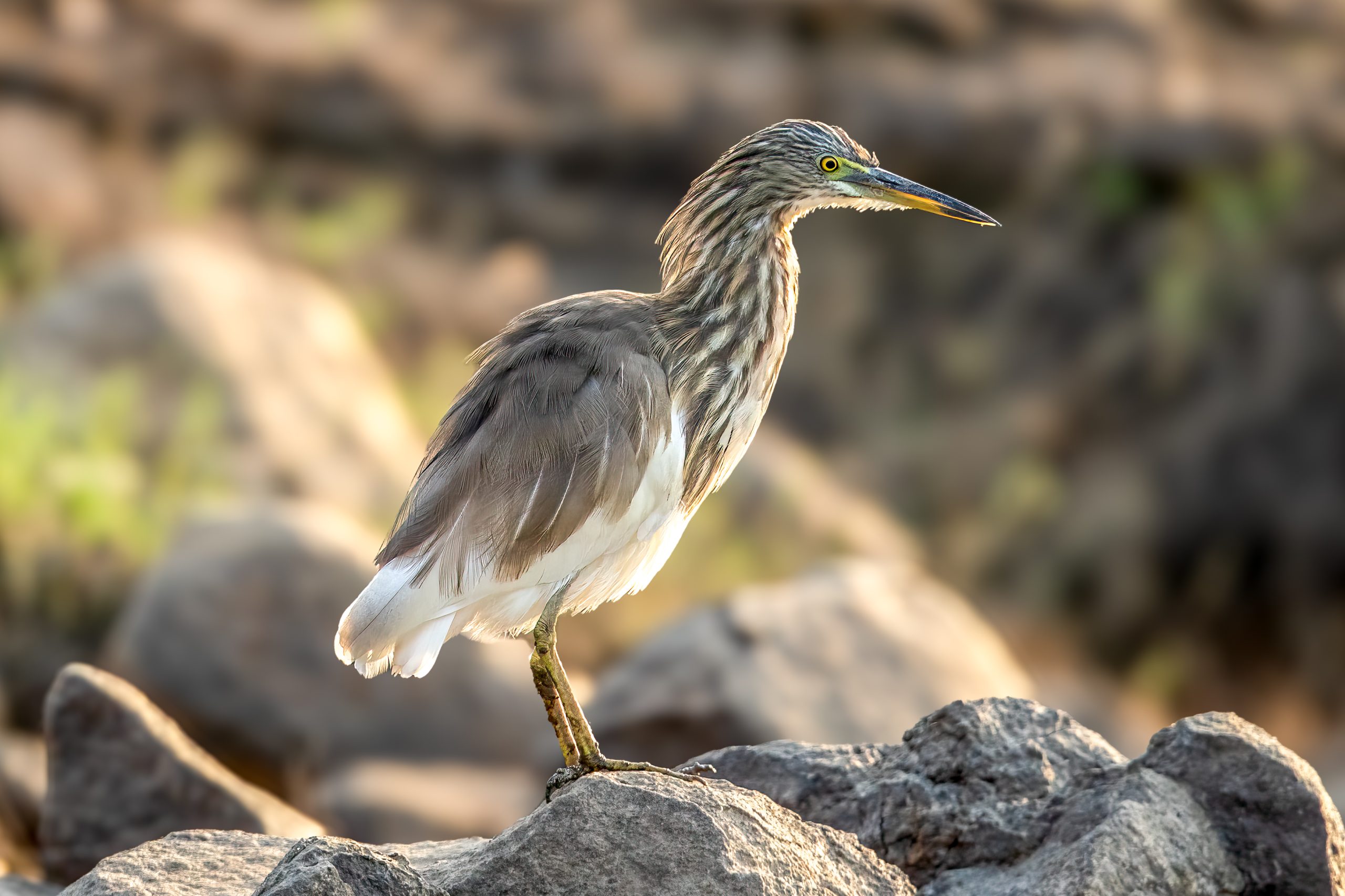Indian Pond Heron (Ardeola grayii) @ Satpura National Park, India. Photo: Håvard Rosenlund