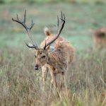 Barasingha (Rucervus duvaucelii) @ Kanha National Park, India. Photo: Håvard Rosenlund