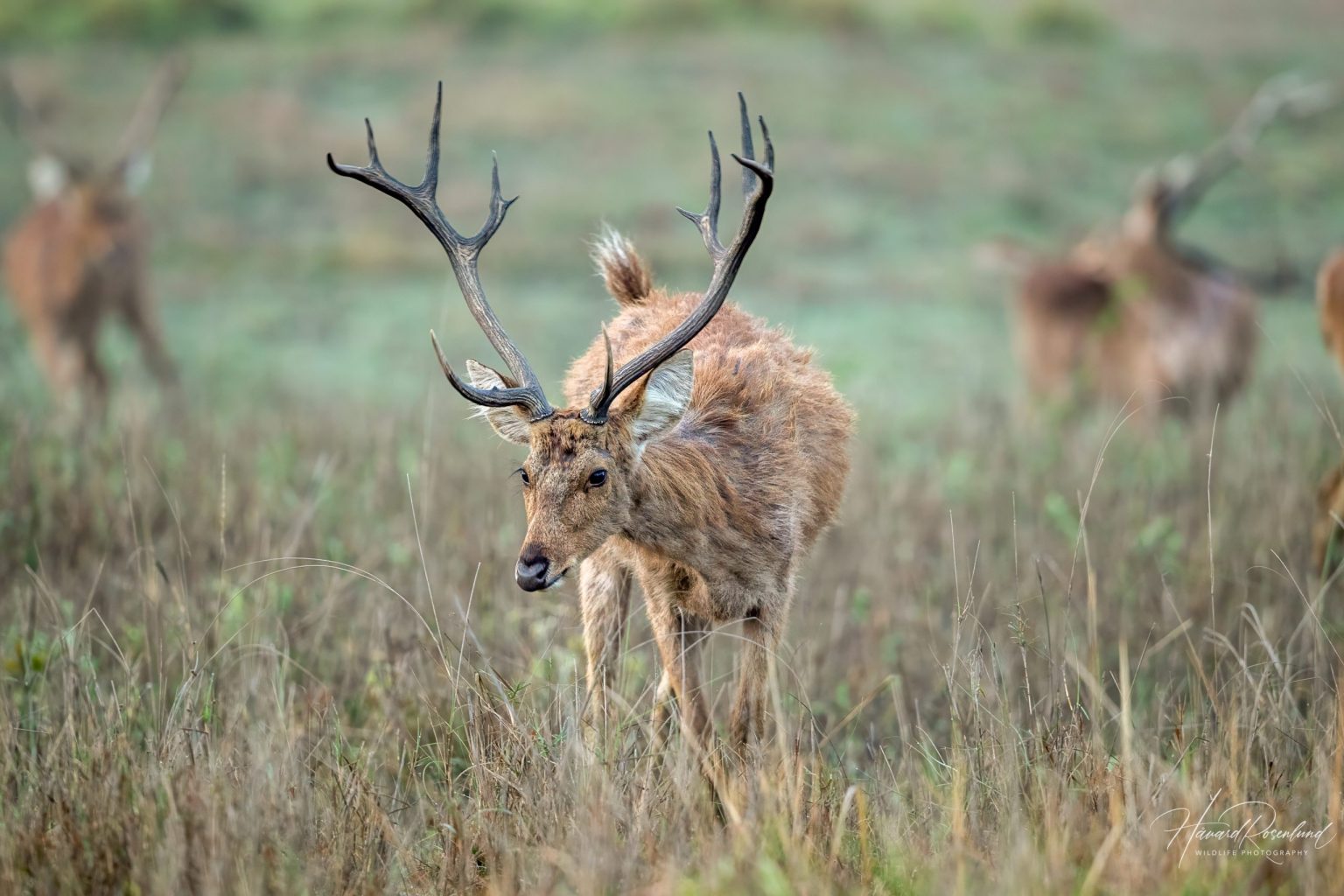 Barasingha (Rucervus duvaucelii) @ Kanha National Park, India. Foto: Håvard Rosenlund
