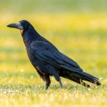 Rook (Corvus frugilegus) @ Ystad, Sweden. Photo: Håvard Rosenlund