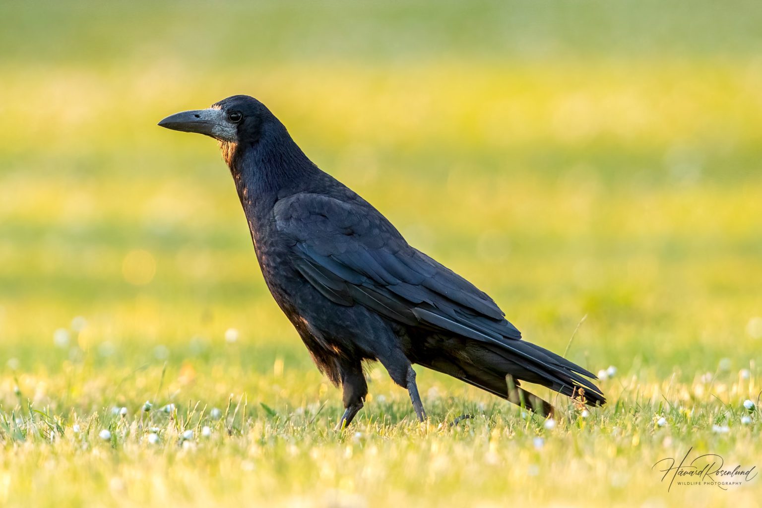 Rook (Corvus frugilegus) @ Ystad, Sweden. Photo: Håvard Rosenlund