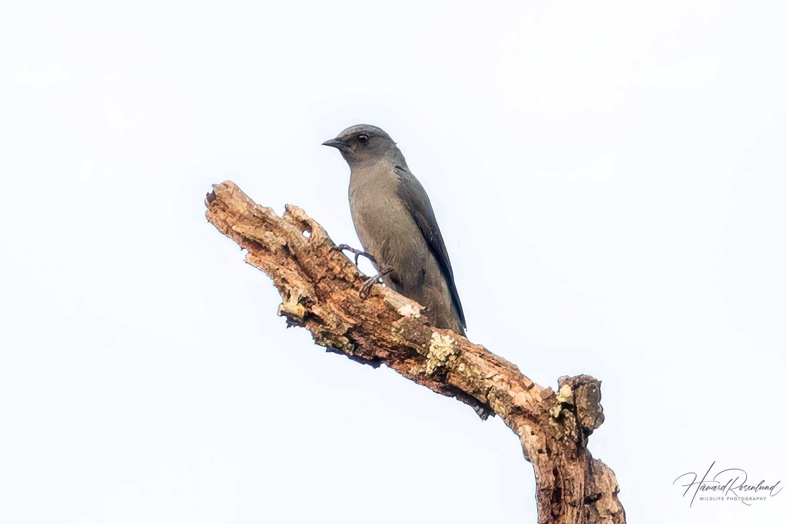 Svartvingelarveeter (Lalage melaschistos) @ Kanha National Park, India. Foto: Håvard Rosenlund