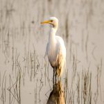 Medium Egret (Ardea intermedia) @ Kanha National Park, India. Photo: Håvard Rosenlund