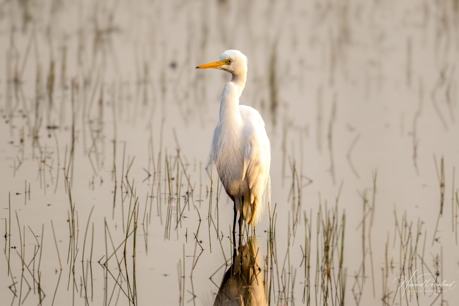 Medium Egret (Ardea intermedia) @ Kanha National Park, India. Photo: Håvard Rosenlund