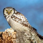 Northern Hawk-Owl (Surnia ulula) @ Kråkstad, Norway. Photo: Håvard Rosenlund