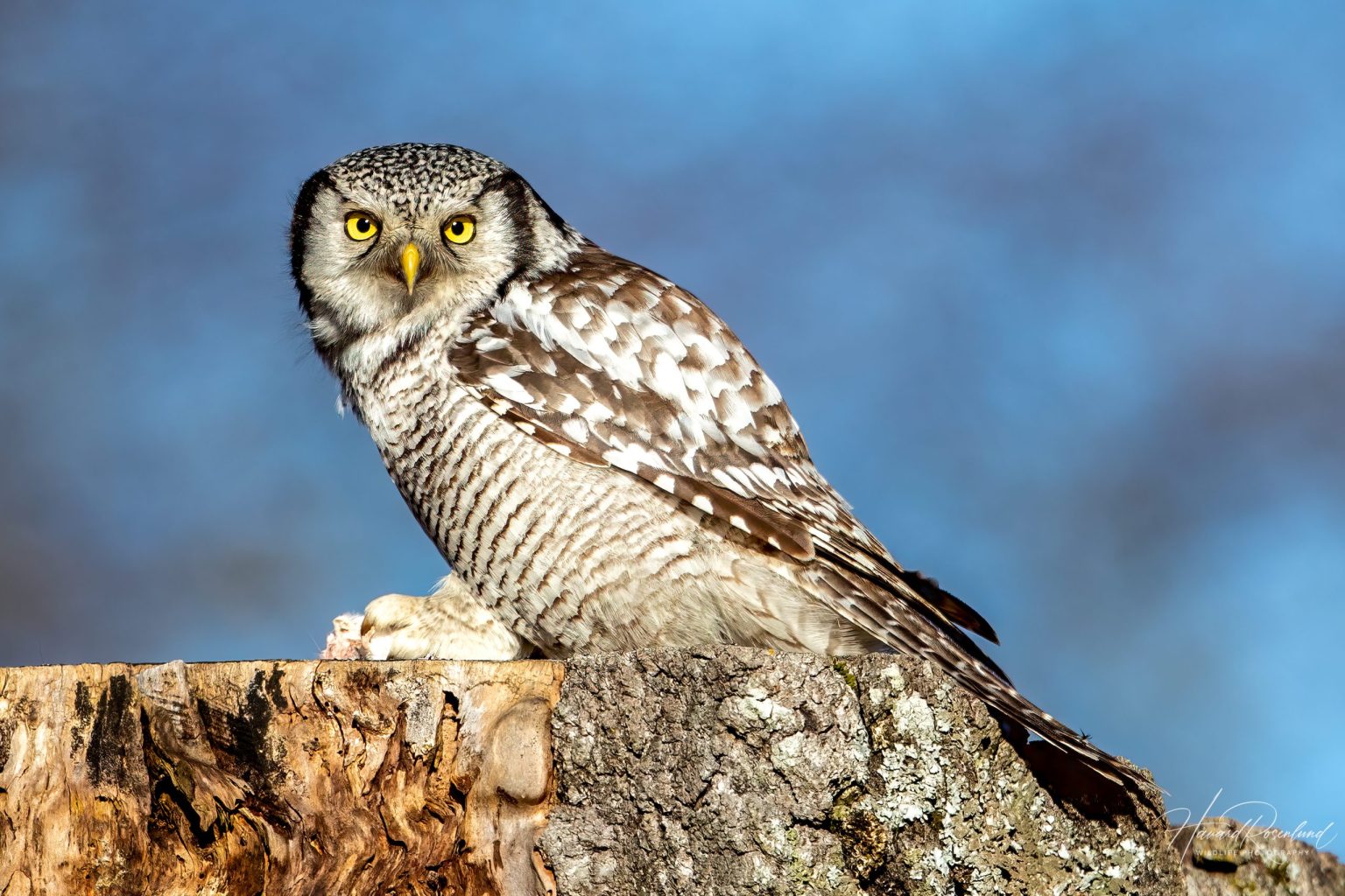 Northern Hawk-Owl (Surnia ulula) @ Kråkstad, Norway. Photo: Håvard Rosenlund
