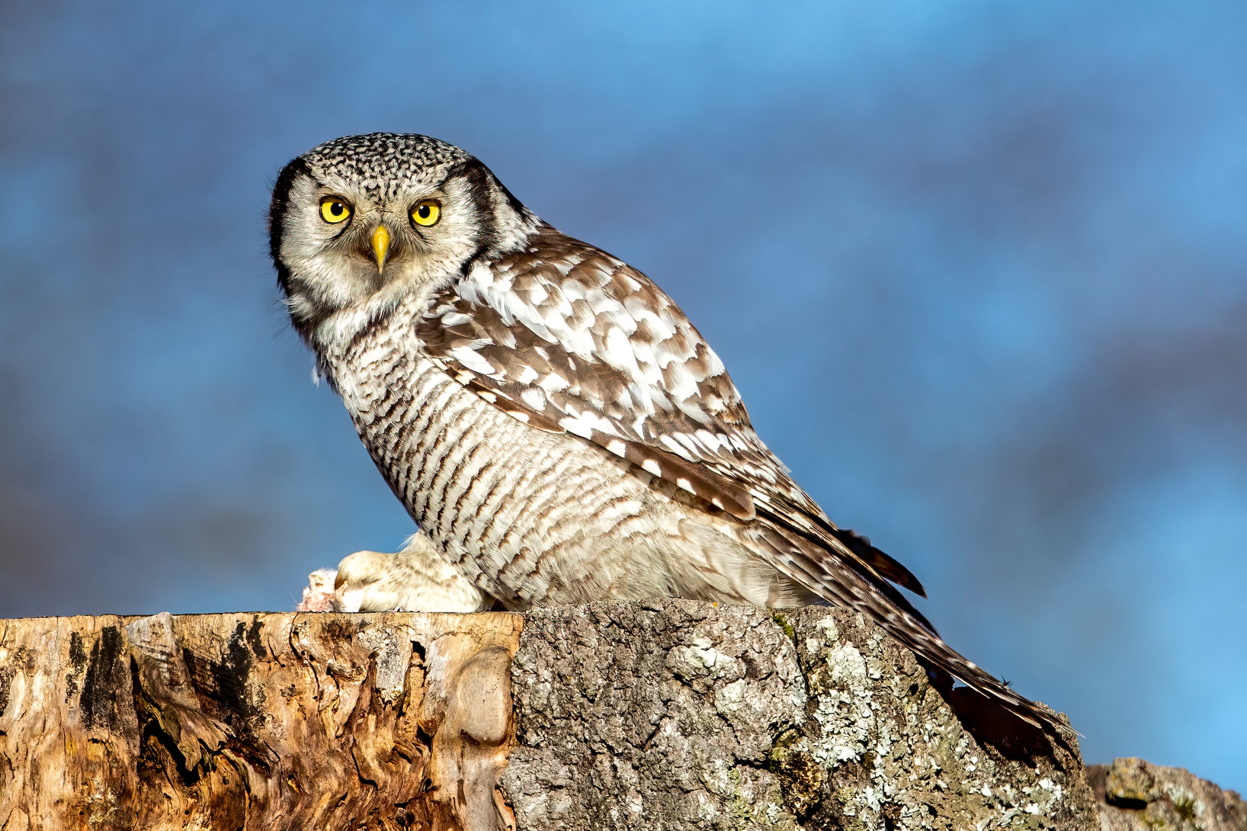 Haukugle (Surnia ulula) @ Kråkstad. Foto: Håvard Rosenlund