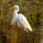 Medium Egret (Ardea intermedia) @ Kanha National Park, India. Photo: Håvard Rosenlund