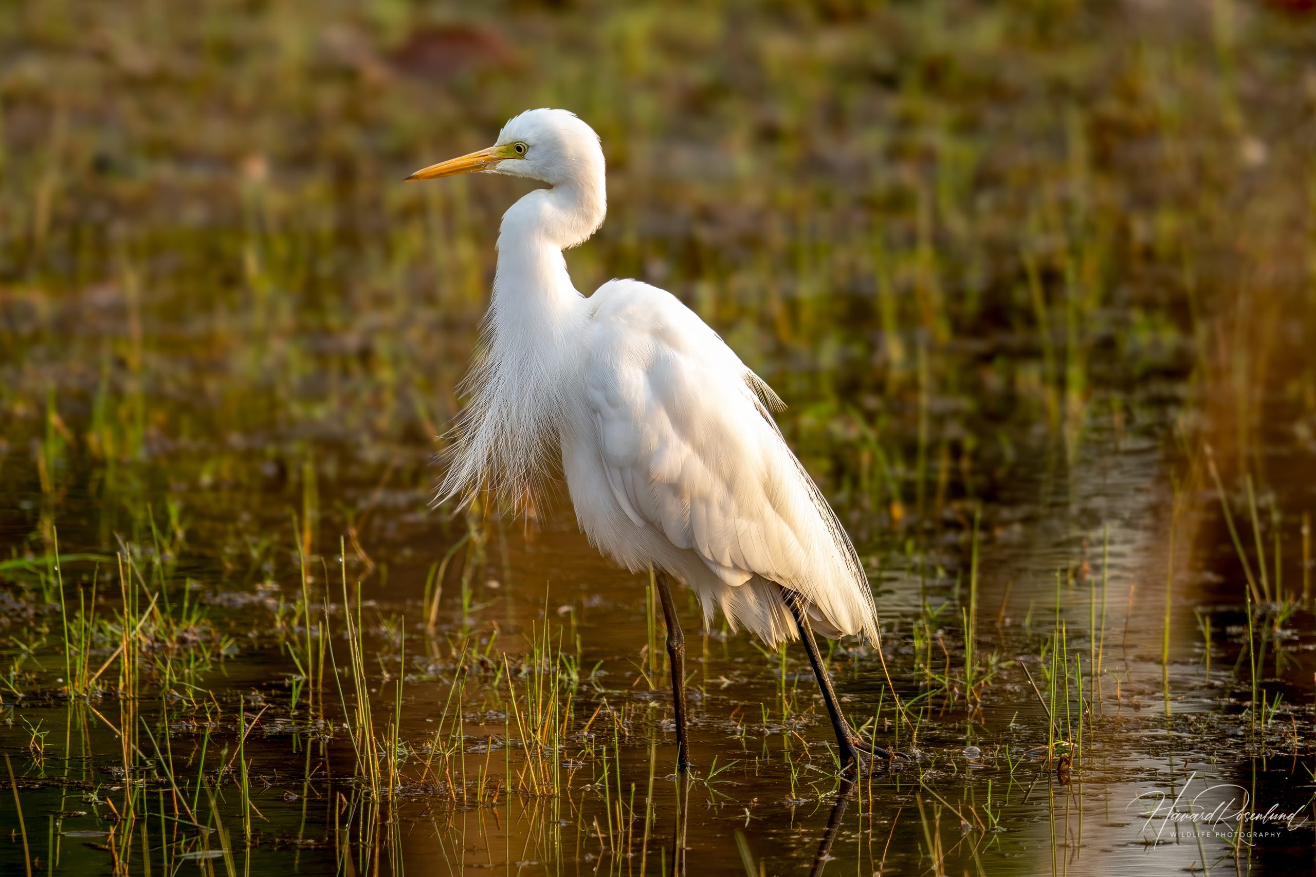 Duskhegre (Ardea intermedia) @ Kanha National Park, India. Foto: Håvard Rosenlund