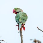Alexandrine Parakeet (Psittacula eupatria) @ Pench National Park, India. Photo: Håvard Rosenlund