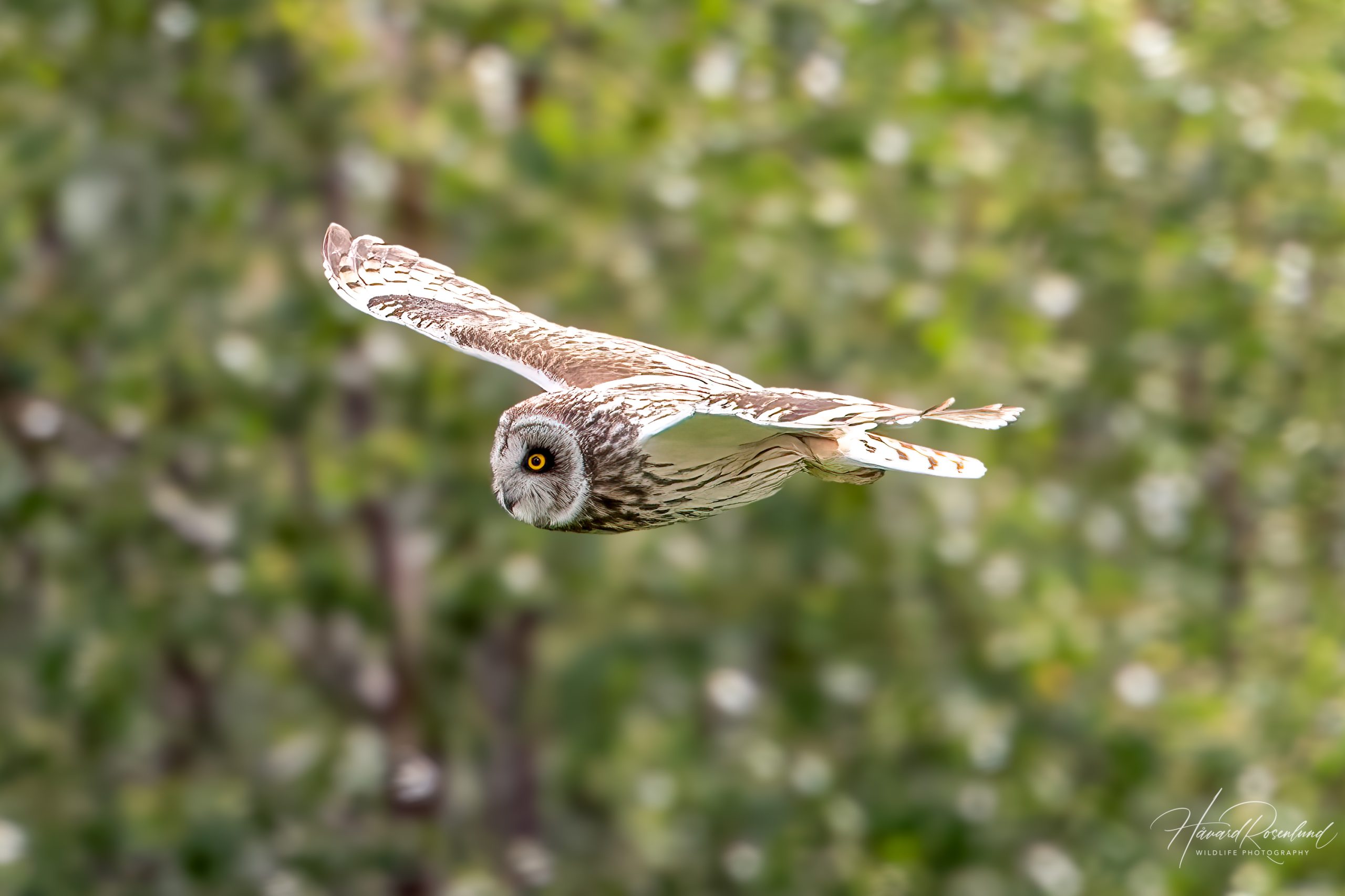 Jordugle (Asio flammeus) @ Fokstumyra Naturreservat. Foto: Håvard Rosenlund