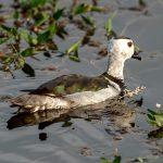 Cotton Pygmy-Goose (Nettapus coromandelianus) - Male @ Kanha National Park, India. Photo: Håvard Rosenlund