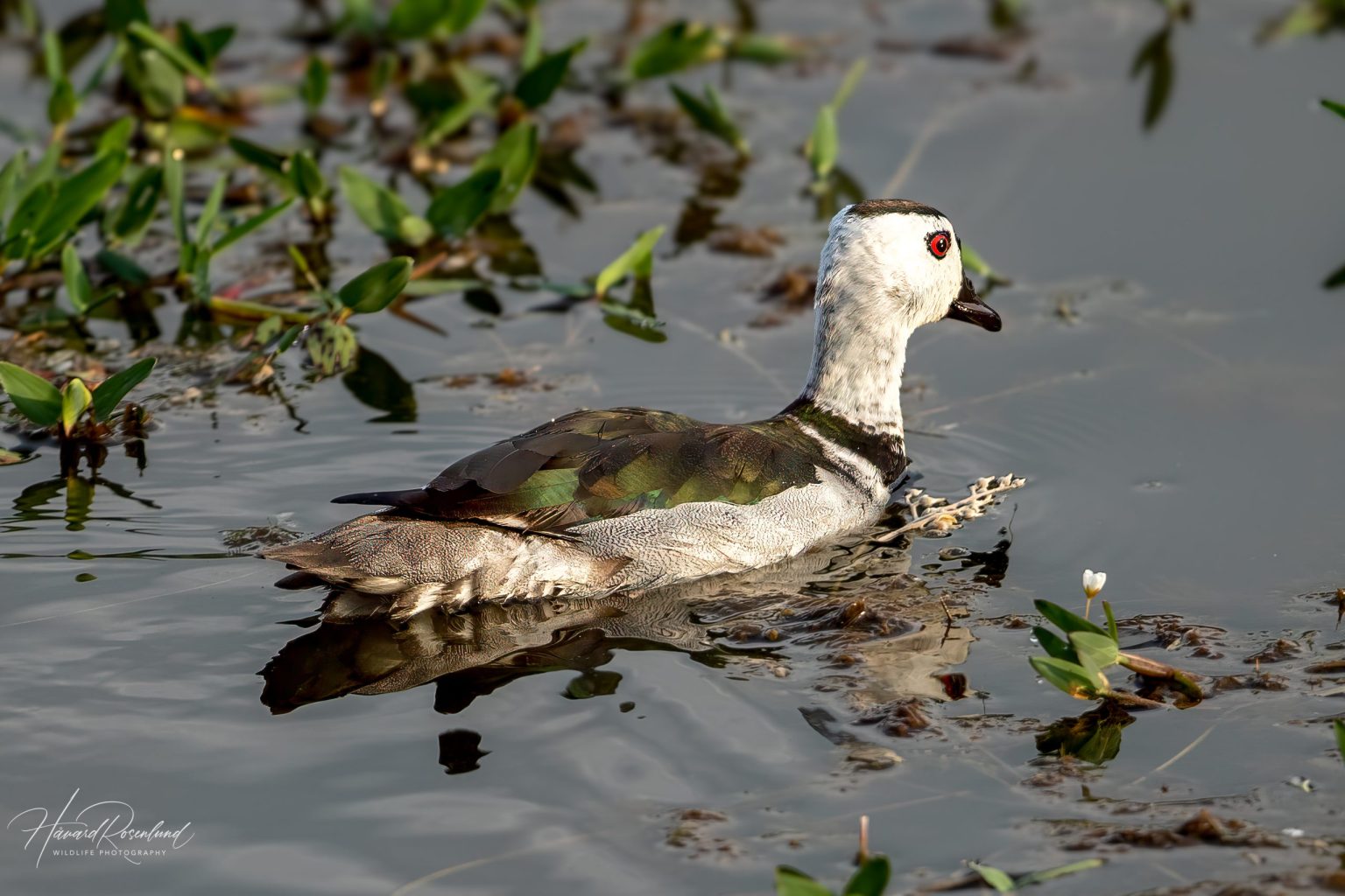Cotton Pygmy-Goose (Nettapus coromandelianus) - Male @ Kanha National Park, India. Photo: Håvard Rosenlund