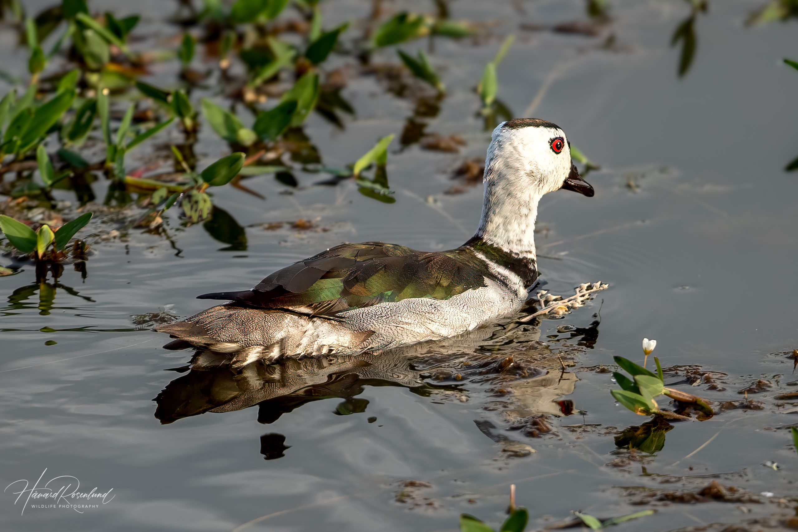 Beltedvergand (Nettapus coromandelianus) - Hannfugl @ Kanha National Park, India. Foto: Håvard Rosenlund