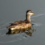 Cotton Pygmy-Goose (Nettapus coromandelianus) - Female @ Kanha National Park, India. Photo: Håvard Rosenlund