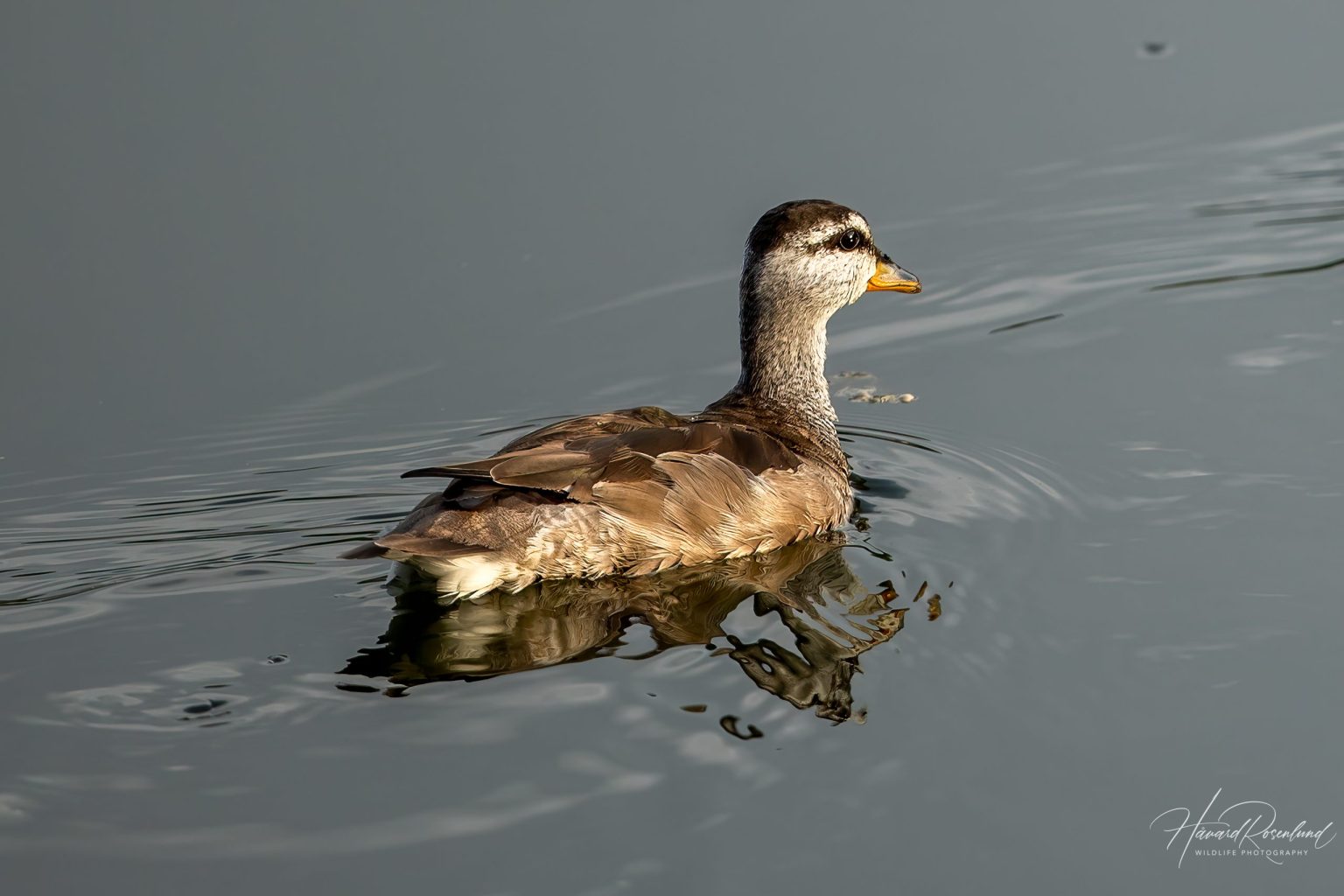 Cotton Pygmy-Goose (Nettapus coromandelianus) - Female @ Kanha National Park, India. Photo: Håvard Rosenlund