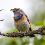 Bluethroat (Luscinia svecica) @ Fokstumyra Nature Reserve, Norway. Photo: Håvard Rosenlund